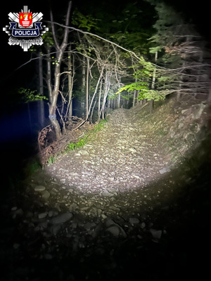 stromy kamienisty stok pośród drzew w porze nocnej