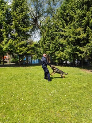 policjant trzyma psa który mocno trzyma zębami swoją zabawkę
