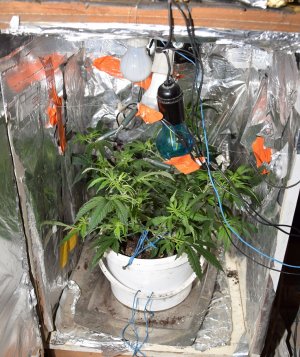krzewy marihuany w małym pomieszczeniu obitym folią aluminiową a nad krzewami oświetlenie w postaci lampek świątecznych